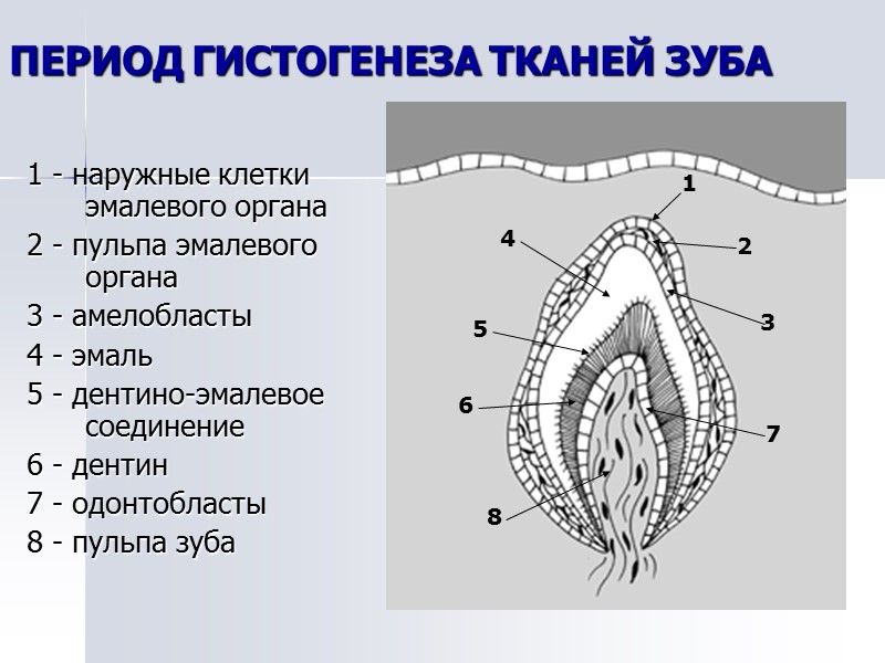 ПЕРИОД ГИСТОГЕНЕЗА ТКАНЕЙ ЗУБА 1 - наружные клетки эмалевого органа 2 - пульпа эмалевого